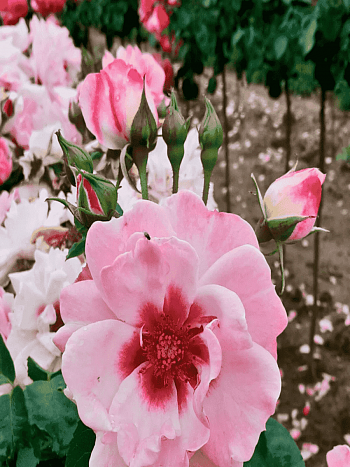 Роза Гибридная Bright Eyes