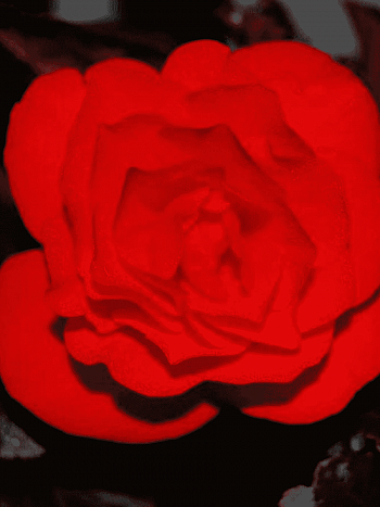 Бегония клубневая Non Stop Mocca Scarlet