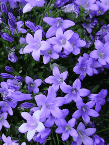 Колокольчик Портеншлага Catharina