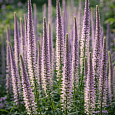 Вероникаструм сибирский Amethyst