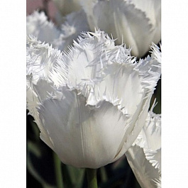 Тюльпан Визионер