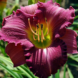 Лилейник гибридный ЛонГо Пепл ПАТИО