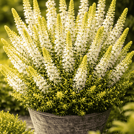 Вереск обыкновенный Sarah