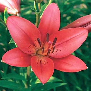 Лилия ЛА-гибрид Кармин Диамонд