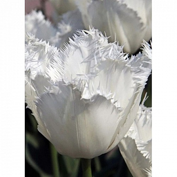 Тюльпан Визионер