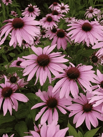 Эхинацея пурпурная Magnus