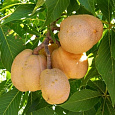 Каштан конский pavia var. discolor
