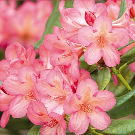 Рододендрон гибридный Балалайка