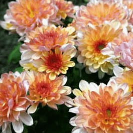 Хризантема корейская Аннет