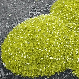 Мшанка шиловидная Aurea