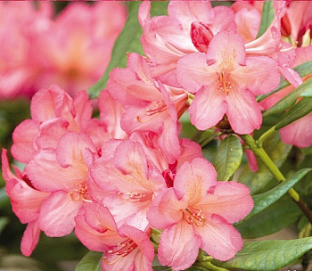 Рододендрон гибридный Балалайка