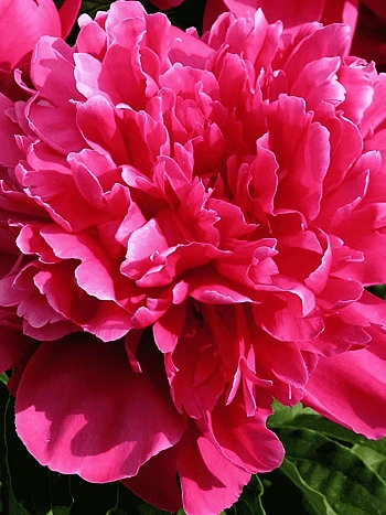 Пион Молочноцветковый Victoire de la Marne