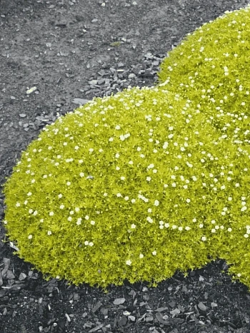 Мшанка шиловидная Aurea