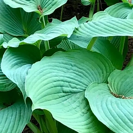 Хоста Blue Umbrellas
