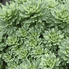 Камнеломка Арендса Variegata