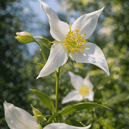 Чубушник Falconeri