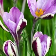 Крокус Early Spring Beauty