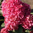Гортензия метельчатая Самарская Лидия