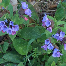 Медуница гибридная Смоки Блу