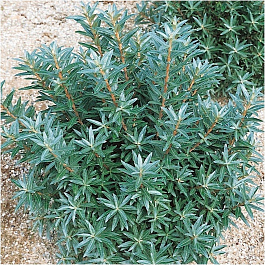 Облепиха Хикул (мужской опылитель)