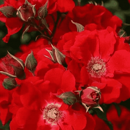 Роза  кустовая Roter Korsar