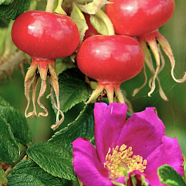 Шиповник Юбилейный