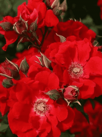 Роза  кустовая Roter Korsar