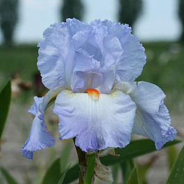 Ирис бородатый Гришиан Скайз