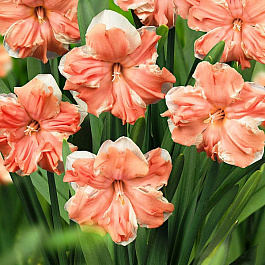 Нарцисс с расщеплённой коронкой Эприкот Вэл