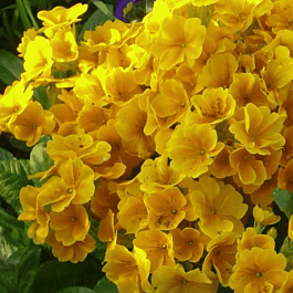 Примула бесстебельная Сrescendo golden