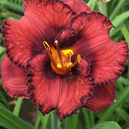 Лилейник гибридный Берилишез