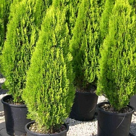 Туя восточная Pyramidalis Aurea