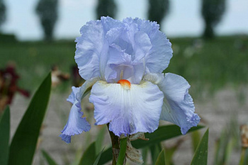 Ирис бородатый Гришиан Скайз