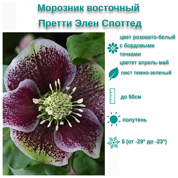 Морозник восточный Претти Элен Споттед