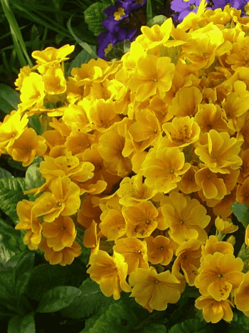 Примула бесстебельная Сrescendo golden