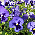 Виола крупноцветковая Селло Блю виз Блотч Виола крупноцветковая Селло Блю виз Блотч