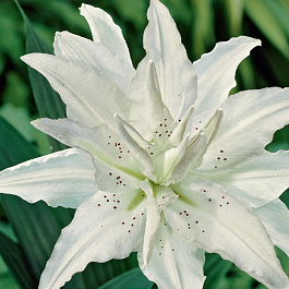 Лилия восточная махровая Инносент