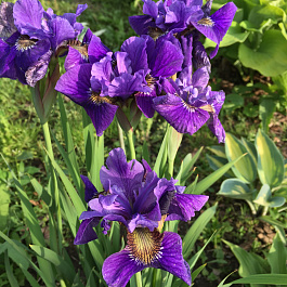 Ирис сибирский Пеплишес