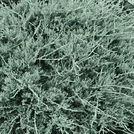 Можжевельник виргинский Blue Cloud