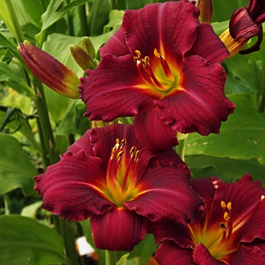 Лилейник гибридный Пардон Ми Лилейник гибридный Пардон Ми