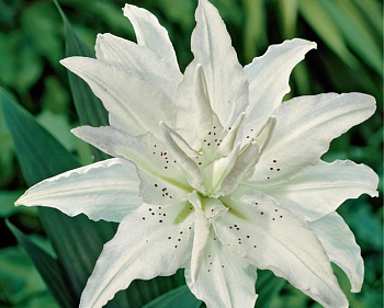 Лилия восточная махровая Инносент