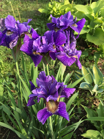 Ирис сибирский Пеплишес