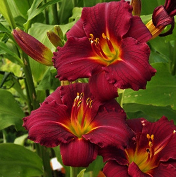 Лилейник гибридный Пардон Ми