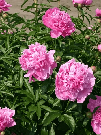 Пион Молочноцветковый Dr. Alexander Flemming