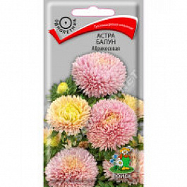 Астра Балун Абрикосовая