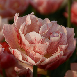 Тюльпан махровый поздний Пепток