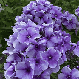 Флокс метельчатый Алексей Ленский