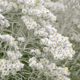 Анафалис жемчужный