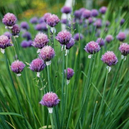 Лук шнитт (Лук скорода)