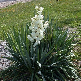 Юкка Сизая